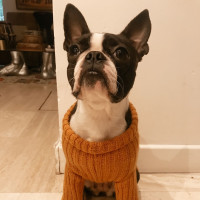 Modèle tricot PDF - Pull Nouba pour chiens