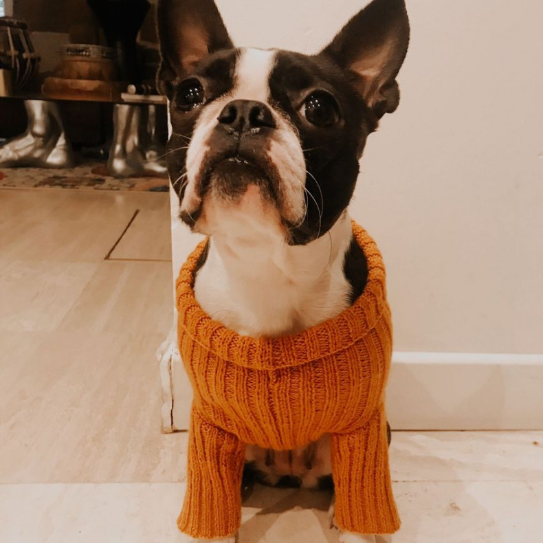 French Pattern Dog Sweater Nouba