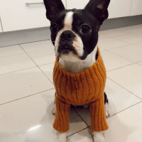 Modèle tricot PDF - Pull Nouba pour chiens